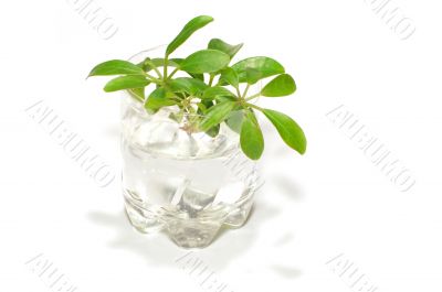 seedlings