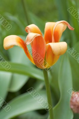 Tulip