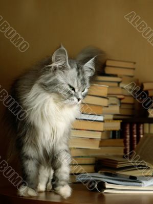 Bibliophile