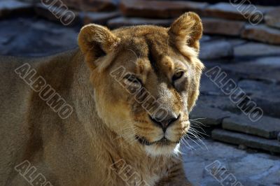 Lioness