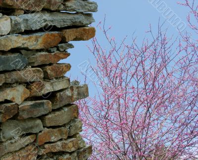 Wall and blossoming tree