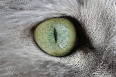 Eye of a cat
