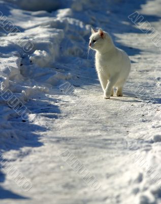 White cat