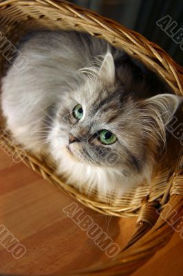 Cat in a basket