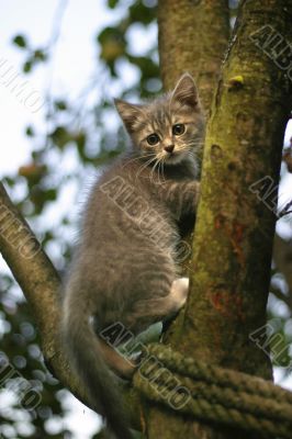 Kitten on a tree