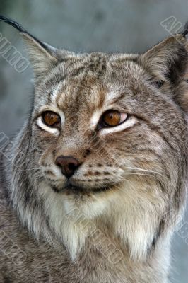 Portrait of a lynx