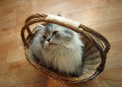 Cat in a basket