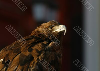  Portrait of an eagle