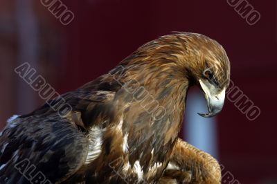  Portrait of an eagle