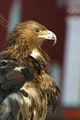  Portrait of an eagle