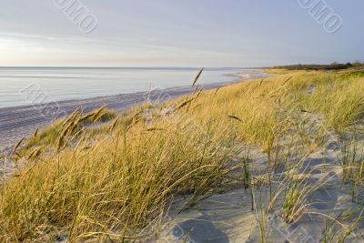 Baltic  sand-dune