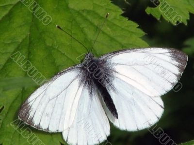 butterflies