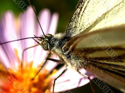 butterflies