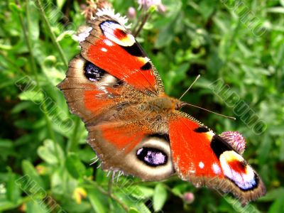 butterflies