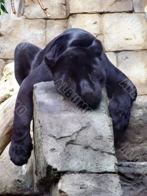 The black panther
