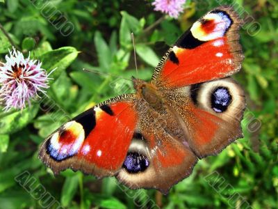 butterflies