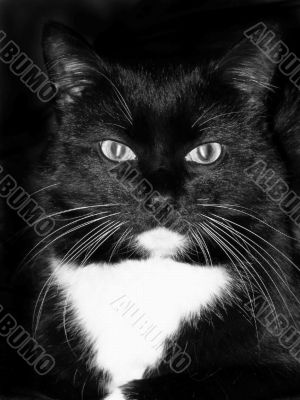 Black cat