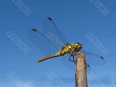 dragonfly