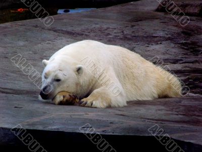 Polar bear
