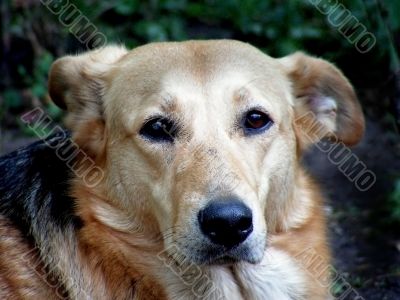dog, retriever