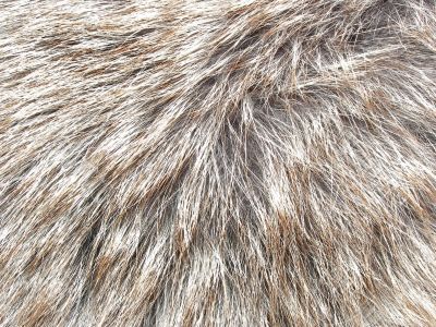 the fur
