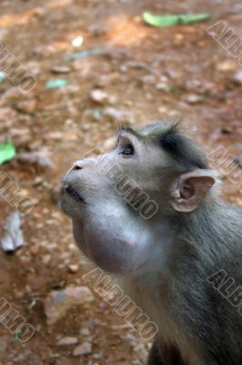 The monkey