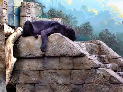 The black panther
