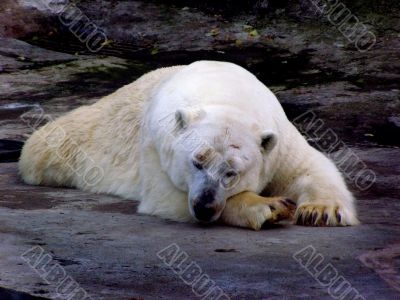Polar bear