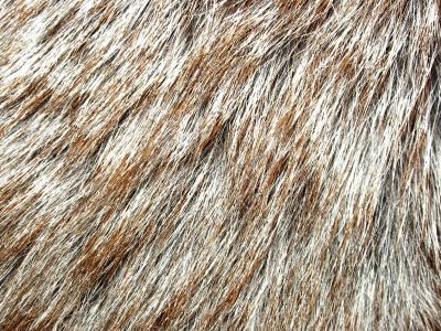 the fur