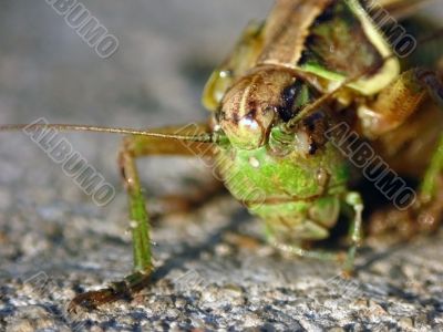 Grasshopper
