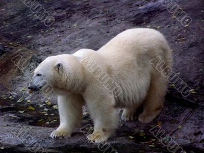 Polar bear
