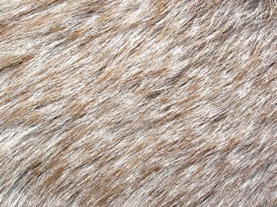 ??? fur
