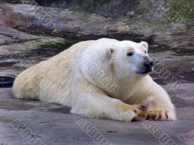 Polar bear