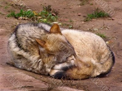 The wolf