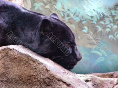 The black panther