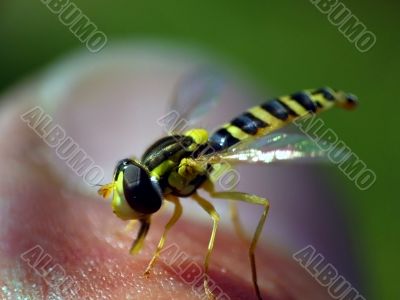 The fly