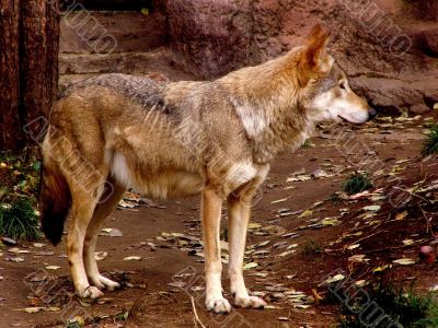 The wolf