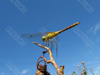 dragonfly