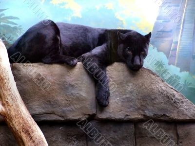 The black panther