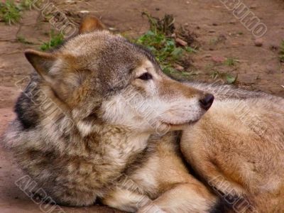 The wolf,