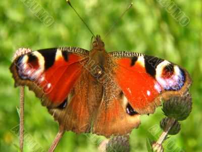 butterflies