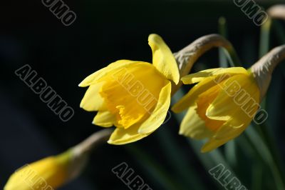 Narcissus