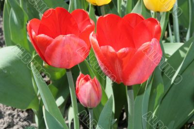 Red tulips
