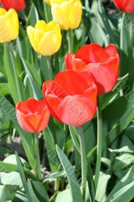 Blossom tulips