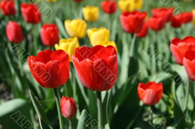 Blossom tulips