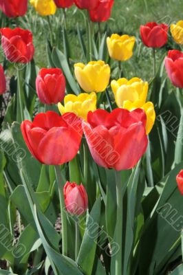 Red tulips