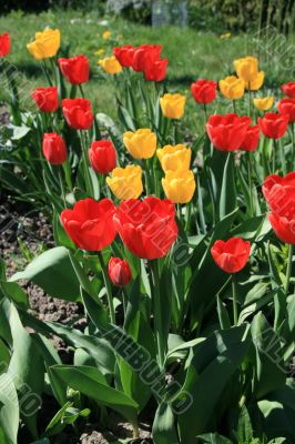 Red tulips