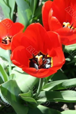 Red tulips