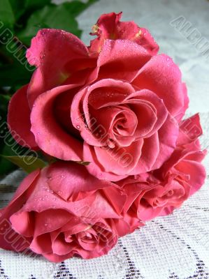 Red roses