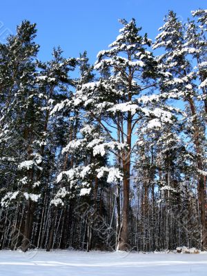 Winter scene